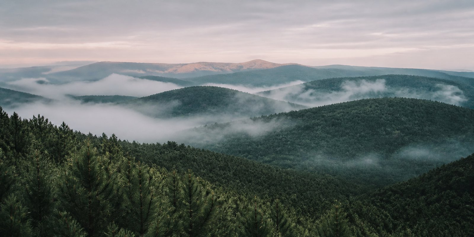 Rolling highland covered in pine plantation on the Viphya plateau, mist lying in the valleys at dawn.